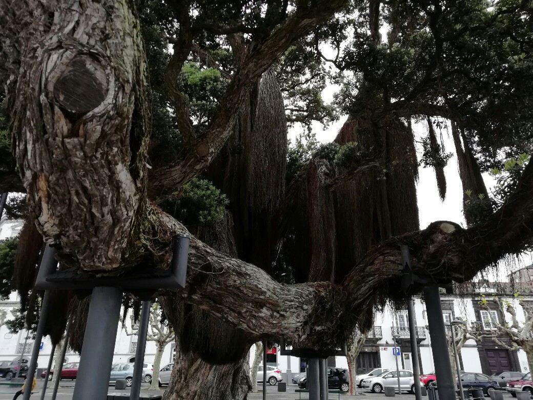 pdl_arbre_a_cheveux